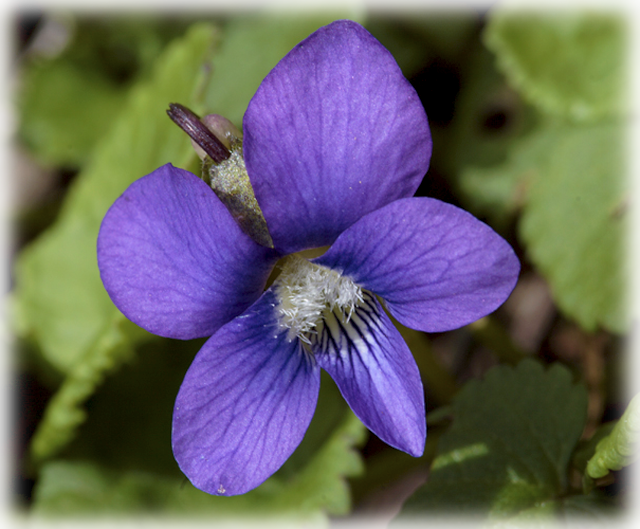 Vines, Creepers & Groundcover - Blue Violet Clipart (640x529), Png Download