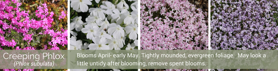 Creeping Phlox - Cherry Blossom Clipart (1165x300), Png Download