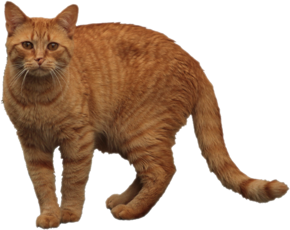 Orange Cat Png 1 » Png Image - Orange Tabby Cat Transparent Clipart (1013x788), Png Download