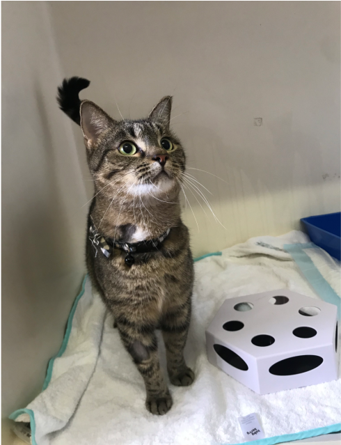 Donate To Petrescue - Domestic Short-haired Cat Clipart (638x638), Png Download