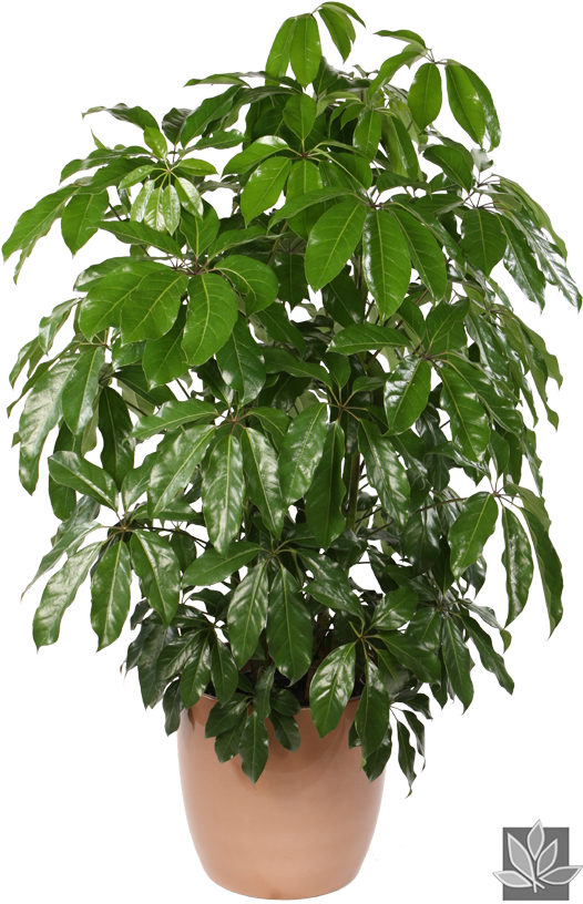 Shefalera Plant Photos - Schefflera Actinophylla Indoor Clipart (575x880), Png Download