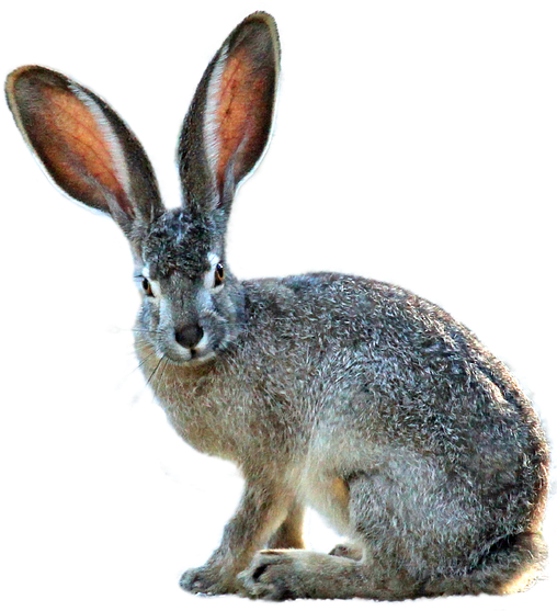 Isolated Hare Nature Animal Grass Rodent - Black Tailed Jackrabbit Png Clipart (509x720), Png Download