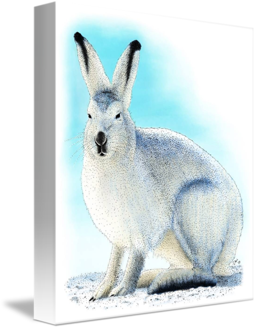 Hares Drawing Arctic Hare - Domestic Rabbit Clipart (506x650), Png Download