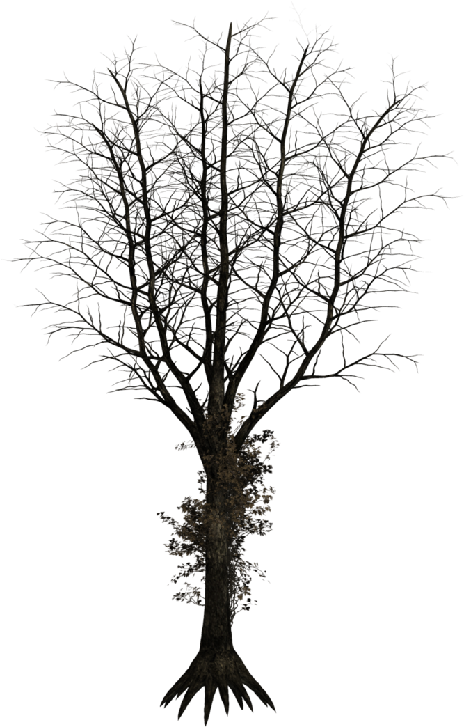 Dark Tree Png - Dark Trees Png Clipart (667x1044), Png Download