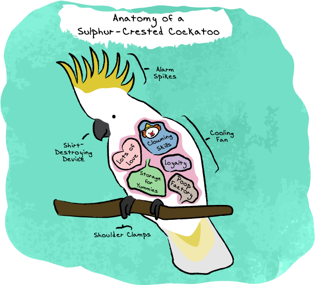 Anatomy Of A Sulphur-crested Cockatoo - Cartoon Clipart (800x600), Png Download