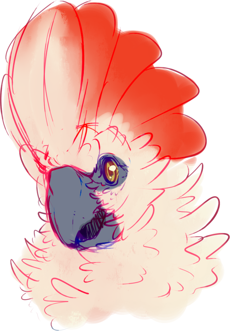 [p] Cockatoo - Illustration Clipart (803x1152), Png Download