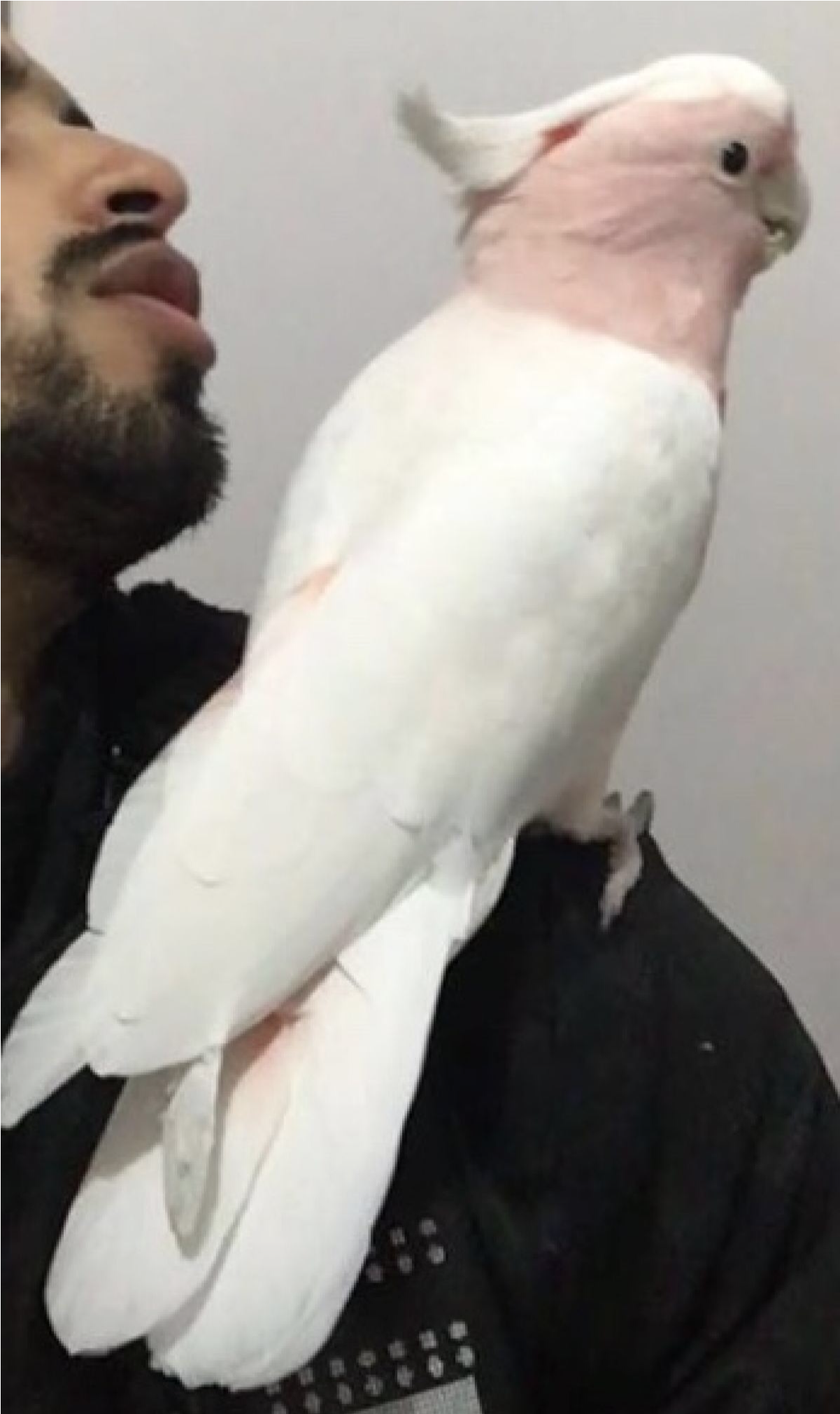 Sightings - Sulphur-crested Cockatoo Clipart (2020x2020), Png Download