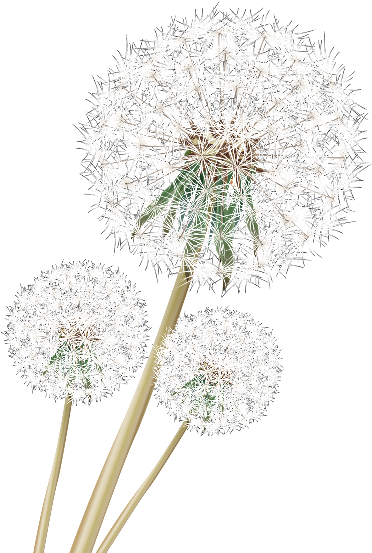 Dandelion Download Png Image - Cow Parsley Clipart (1942x2067), Png Download