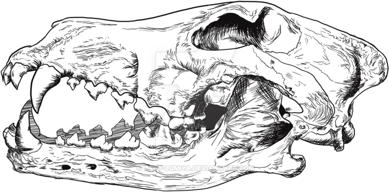 Wolf Skull Png Clipart (800x523), Png Download