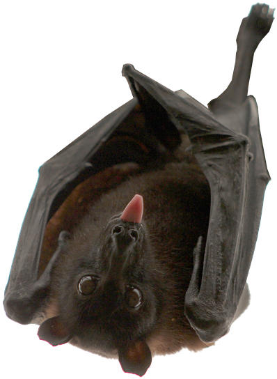 Bat Hanging Isolated Animal Nocturnal - Mean Bat Clipart (960x640), Png Download