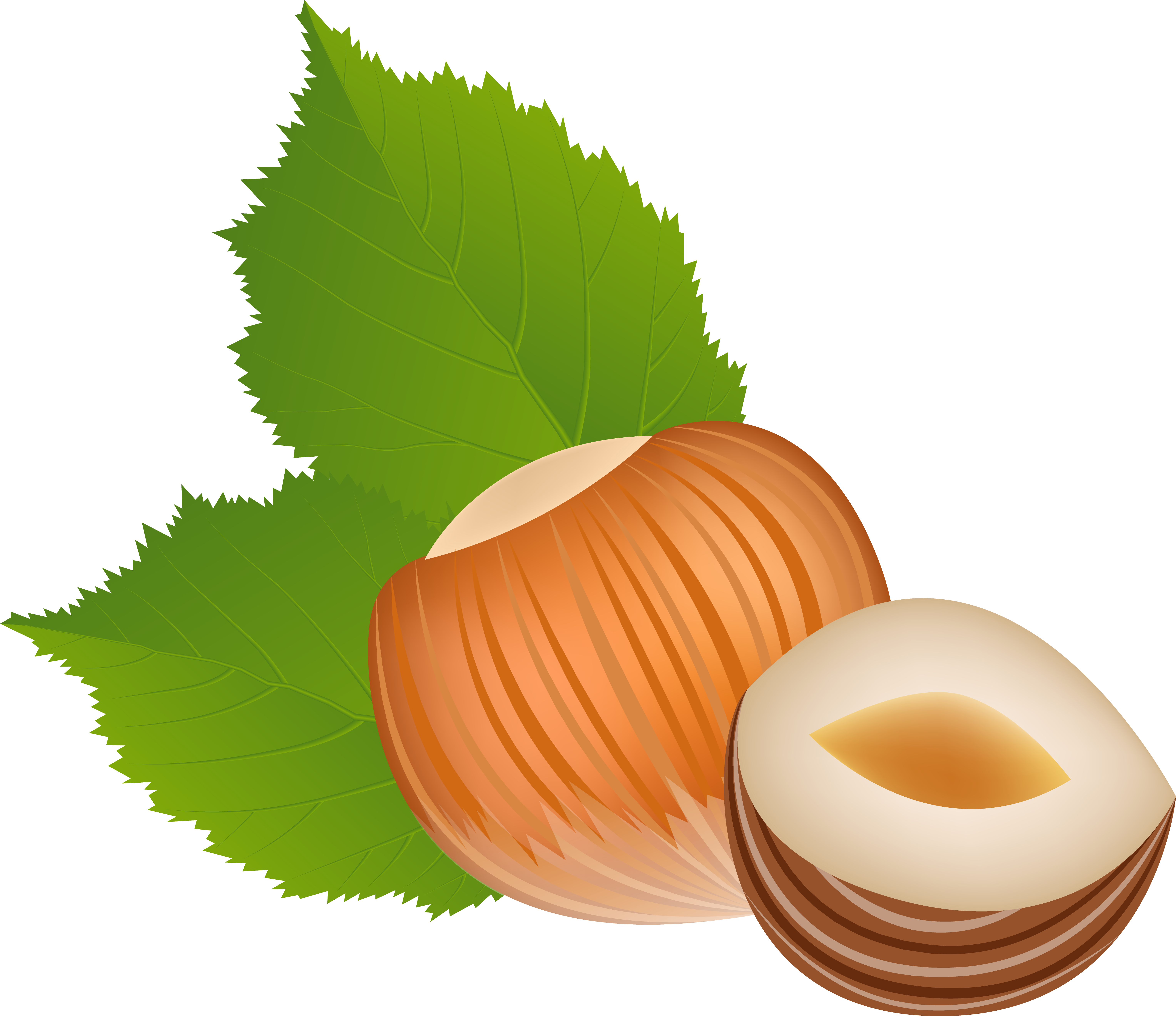 View Full Size - Hazelnut Clipart Png Transparent Png (6256x5405), Png Download