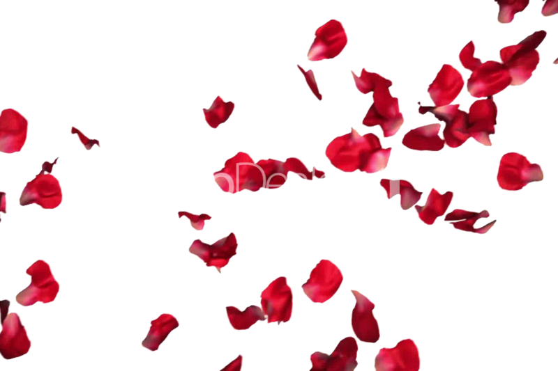 Rose Petals Png Pic - Red Rose Petals Transparent Clipart (800x533), Png Download