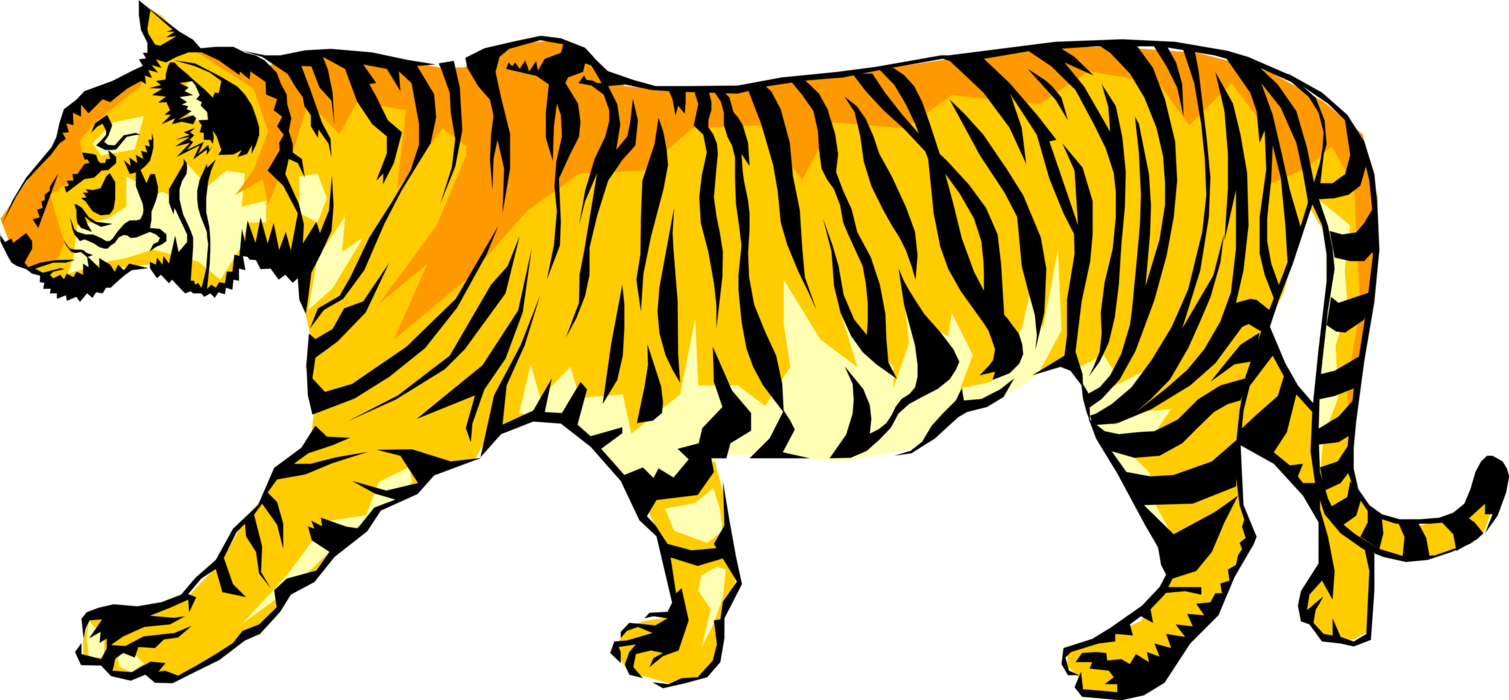 Vector Illustration Of Royal Bengal Tiger From From - Tiger Walking Clipart - Png Download (1509x700), Png Download
