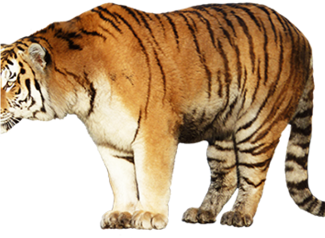 Siberian Tiger Clipart (640x480), Png Download