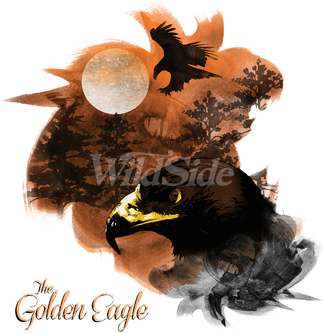 Birds Of Prey Golden Eagle - Myna Clipart (675x675), Png Download