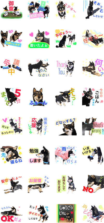 Shibainu Kenshiro And Reo - Domestic Short-haired Cat Clipart (420x897), Png Download