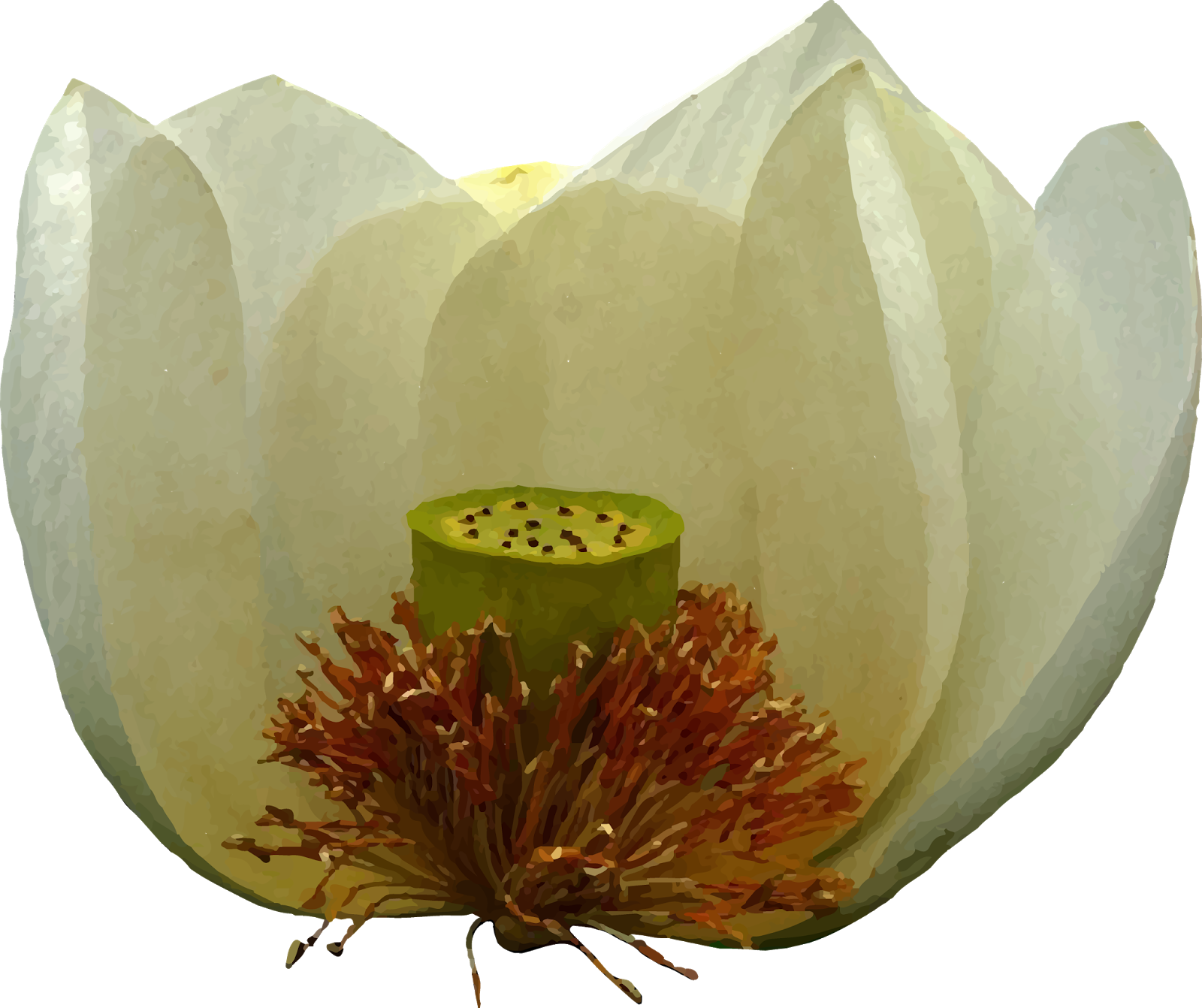 A White Lotus - Sacred Lotus Clipart (1600x1342), Png Download