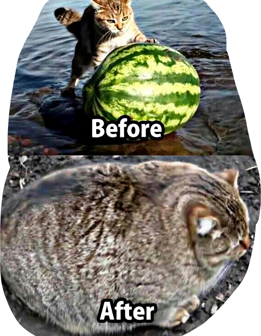 #funny #cat #watermelon #lol #meme #haha #freetoedit - Roundest Cat Clipart (1024x1319), Png Download