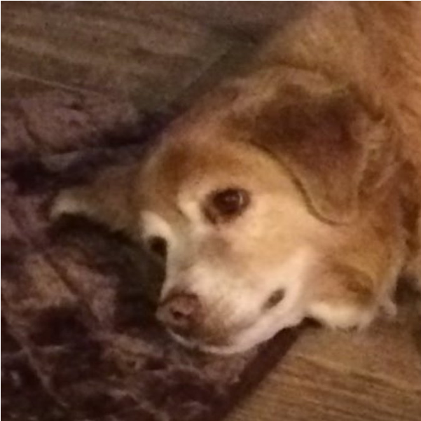 Here's Your Dog News - Dog With Small Bed Clipart (800x800), Png Download