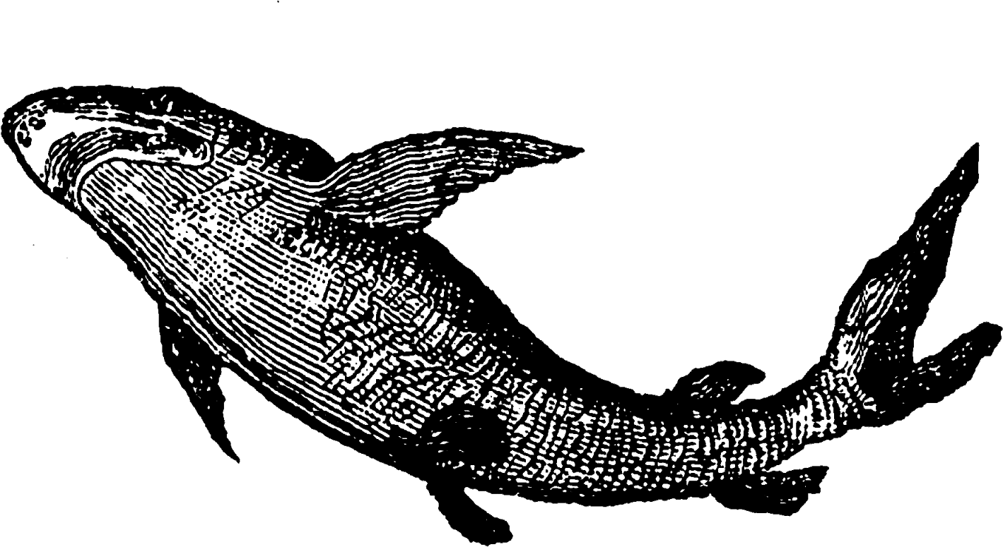 Shark Clipart Vintage - Illustration - Png Download (1600x866), Png Download