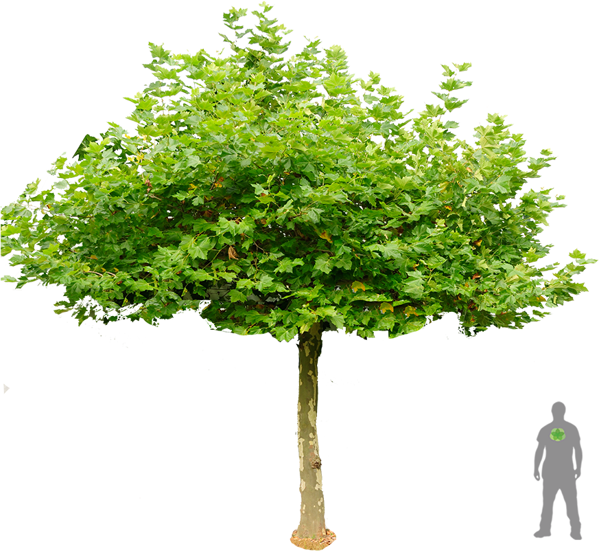 Dach Platane Boom Plataan Dakplataan Groen Pts - London Plane Tree Png Clipart (900x1200), Png Download