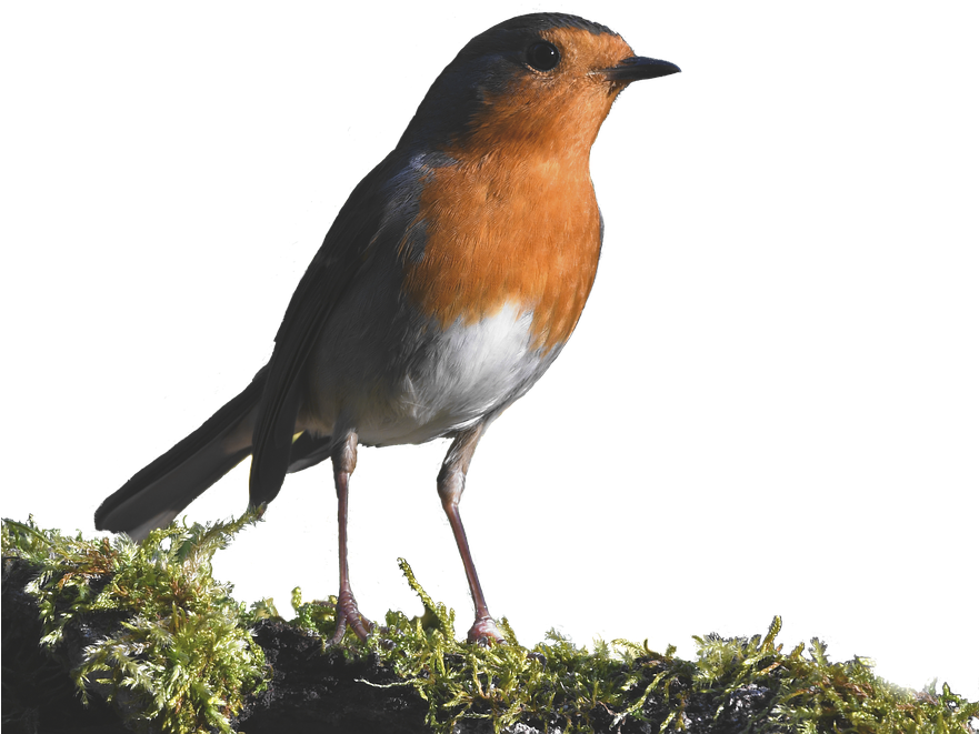 Robin, Forest, Small, Red, Cute - European Robin Clipart (880x720), Png Download
