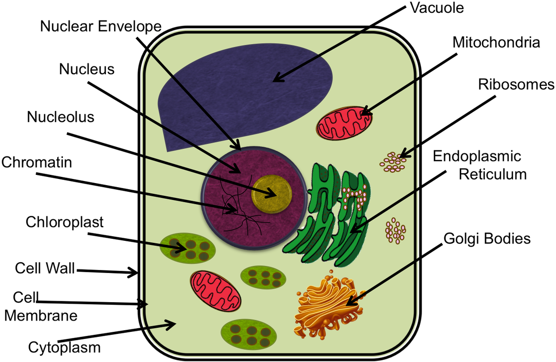 Chromatin Drawing Microvilli - Cytoskeleton In Animal Cell Project Clipart (1100x720), Png Download