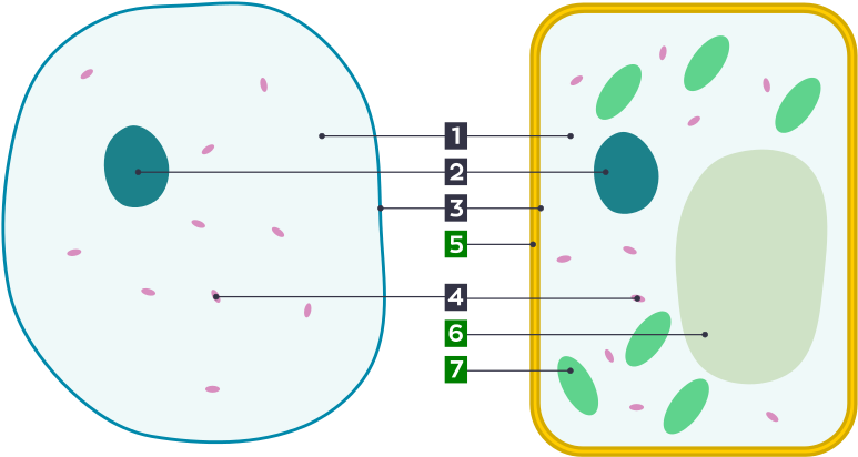 Basic Animal And Plant Cells Clipart (800x439), Png Download