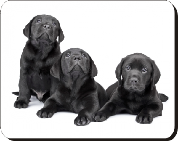 Black Labrador Puppies Printed Mouse Mat - Crni Labrador Clipart (600x600), Png Download