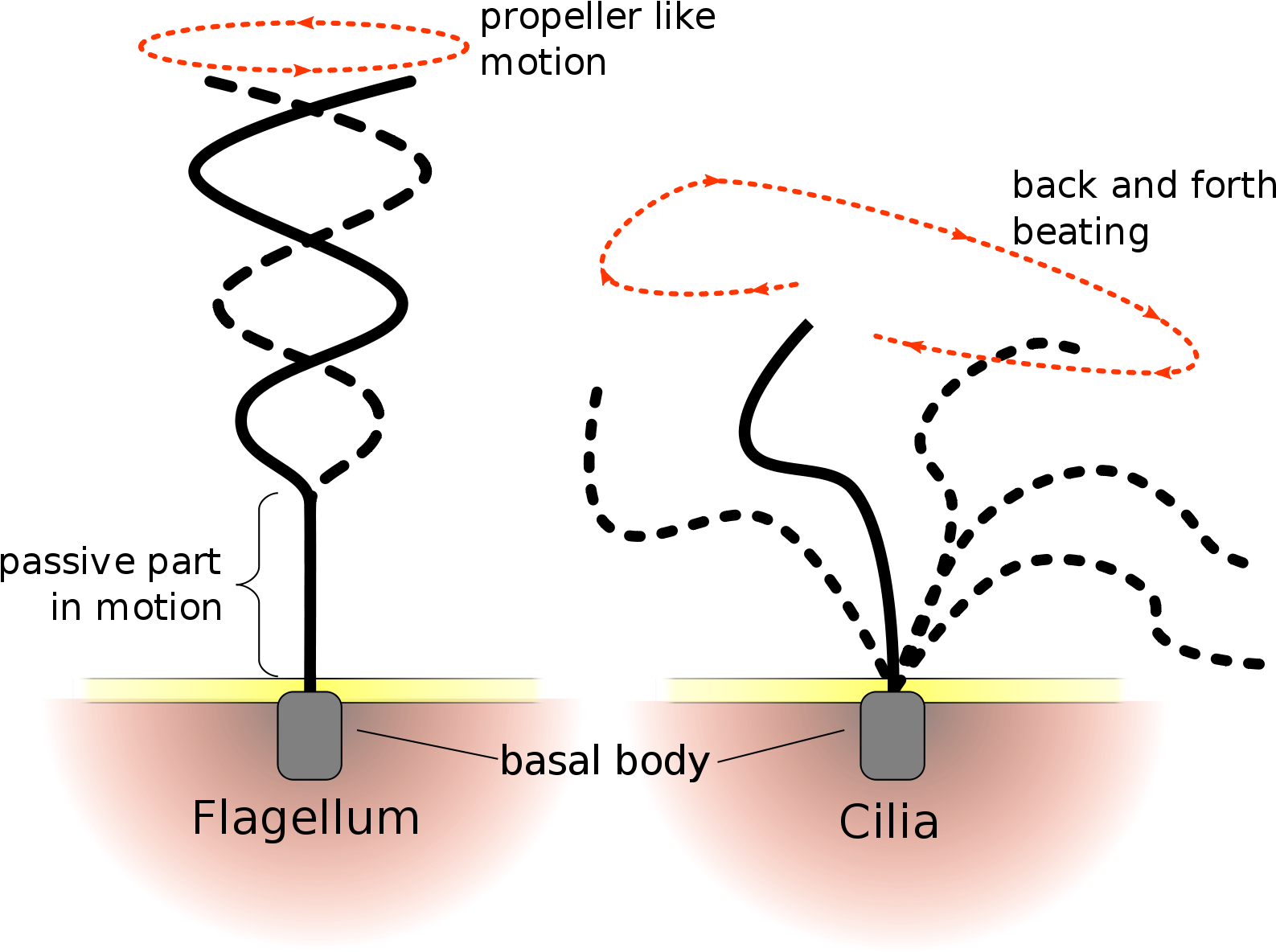 Cilia And Flagella Drawing Clipart (2000x1500), Png Download