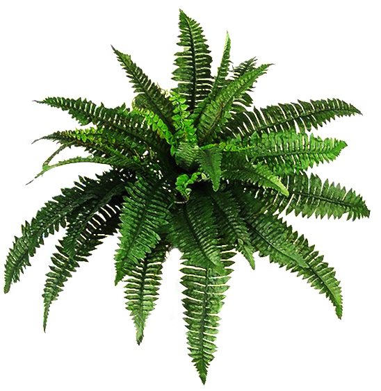 Transparent Free Png Download - Plants Transparent Background Clipart (1024x682), Png Download