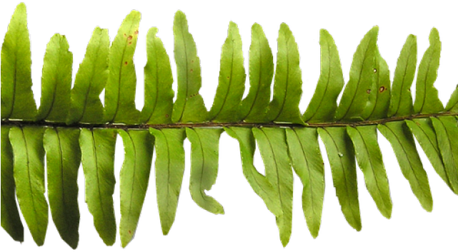 Fern Leaf - Tree Clipart (640x480), Png Download