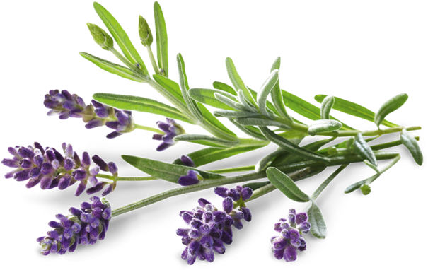 Lavanda Margherita Blue - Bad Heilbrunner Tea Clipart (690x600), Png Download