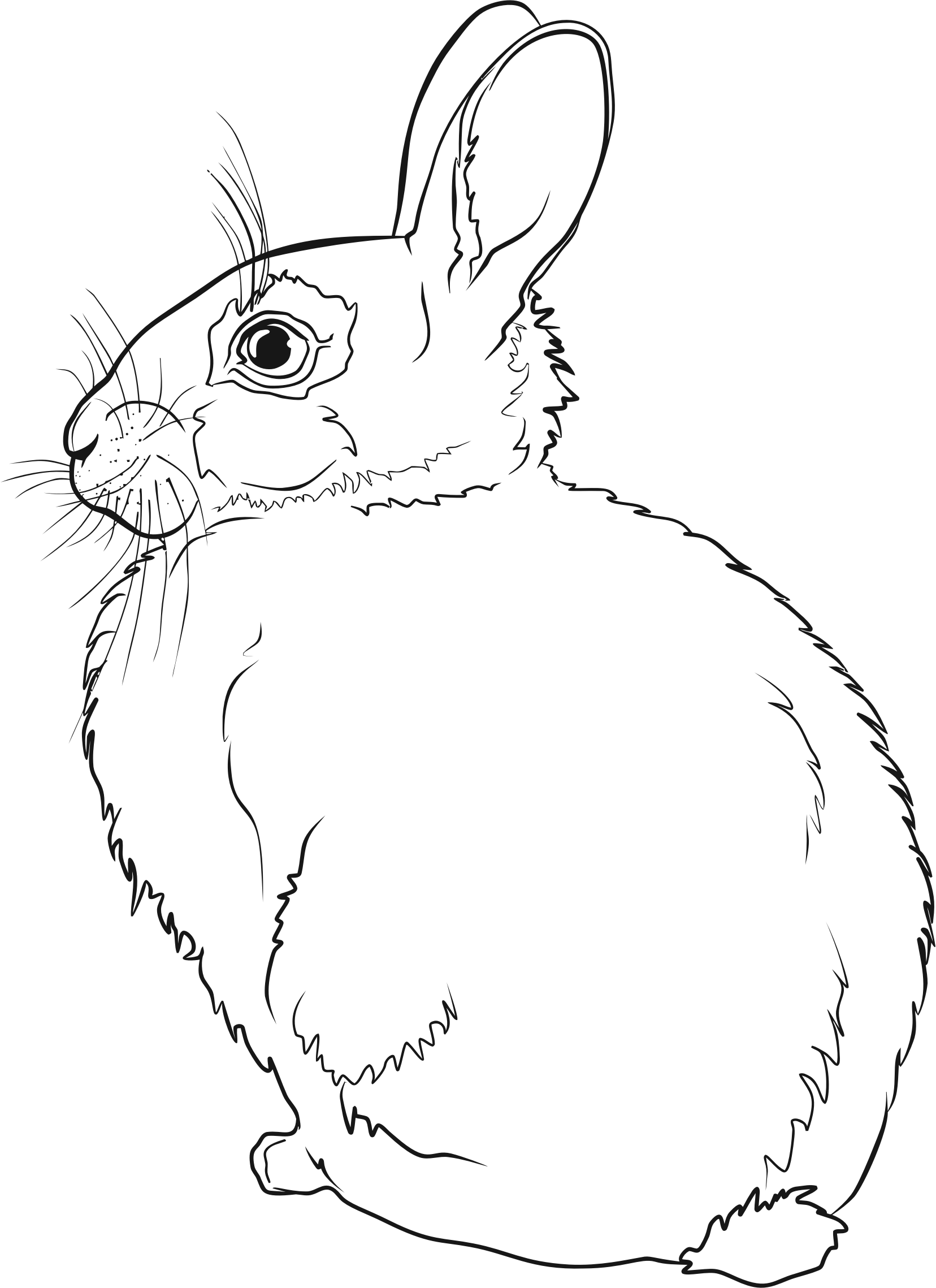 This Free Icons Png Design Of Rabbit Line Art - Rabbit Line Art Clipart (1656x2278), Png Download