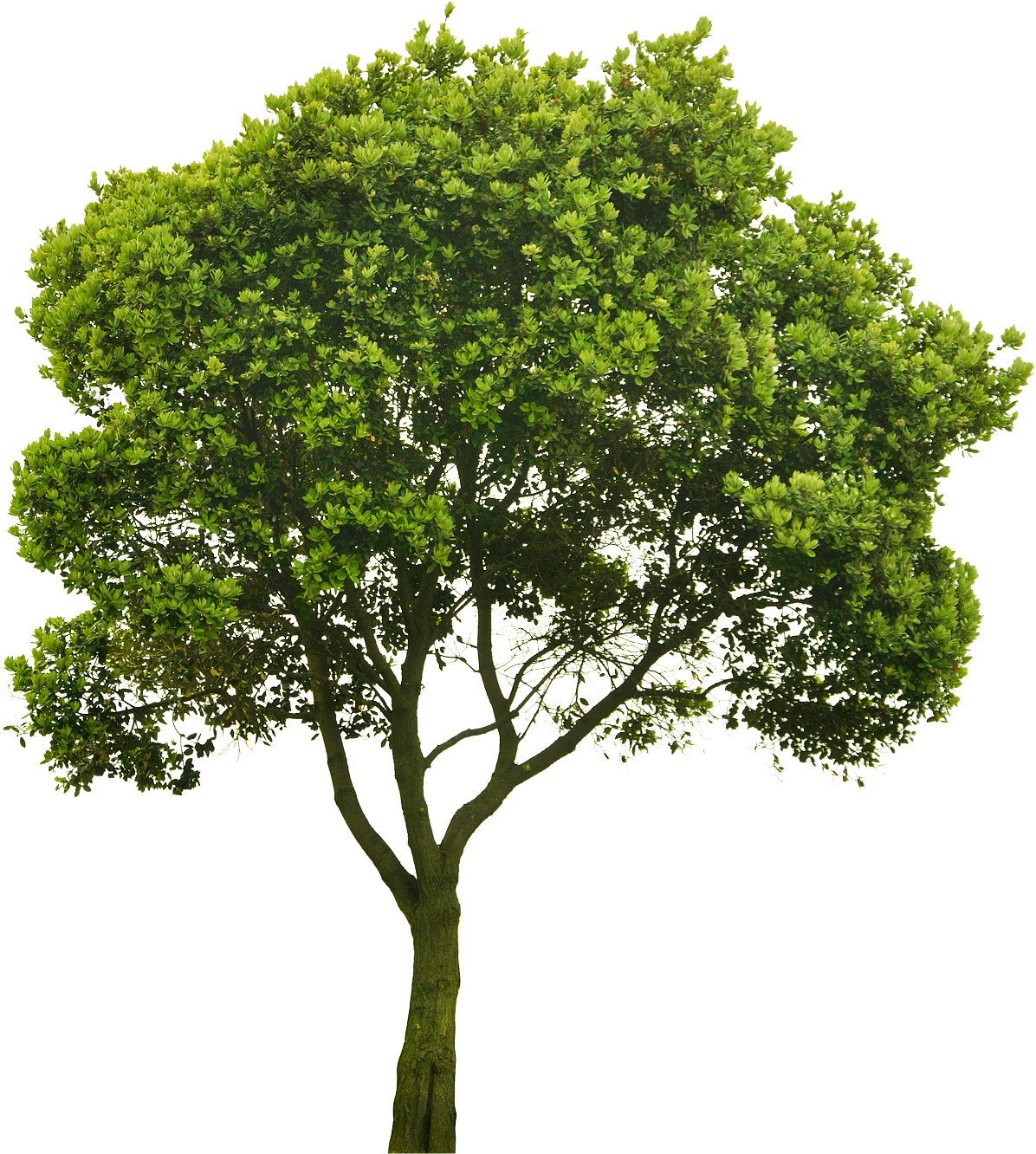 Cutout Tree Source Material - Small Picture Of A Tree Clipart (1300x1800), Png Download