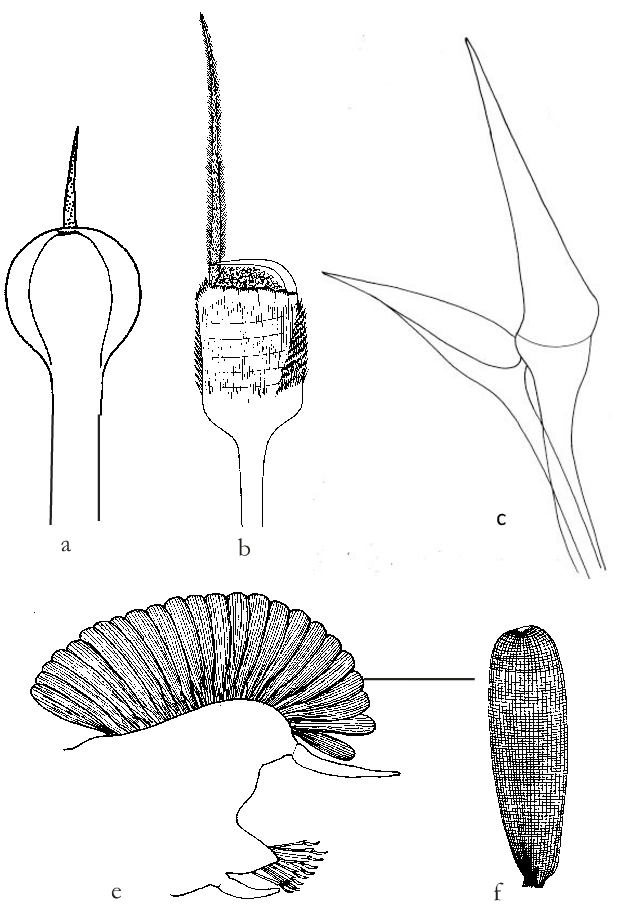 Setas Paleales - Illustration Clipart (618x908), Png Download