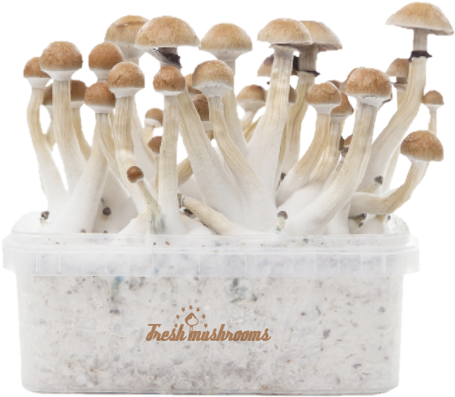 Thai Xp Kit De Cultivo De Setas Alucinógenas - Pain De Culture Champignon Clipart (647x565), Png Download