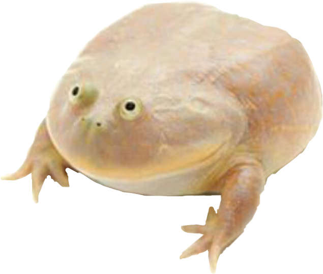 It Is Wednesday My Dudes - Its Wednesday My Dudes Frog Clipart (635x538), Png Download