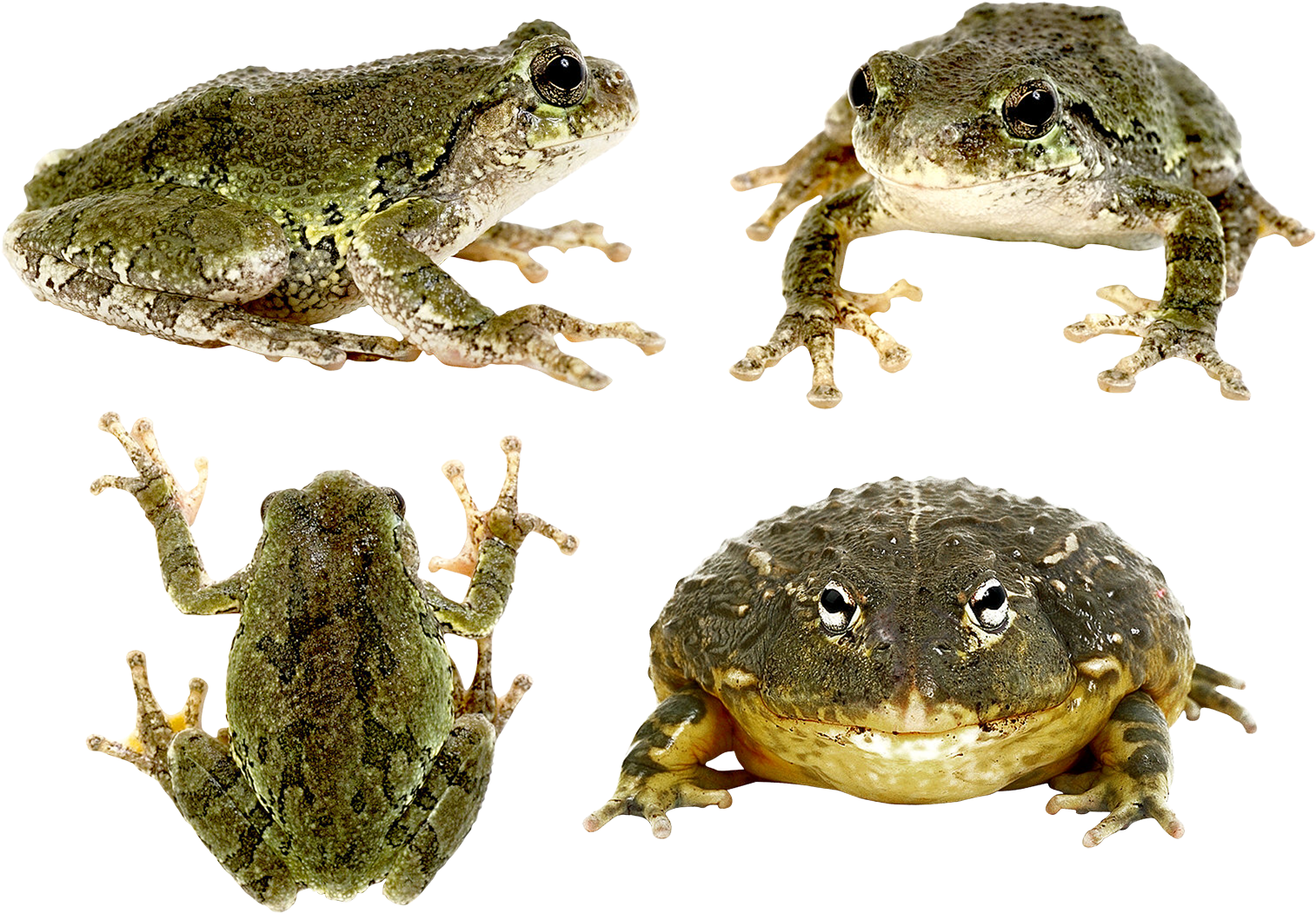 Frog Png - Eastern Spadefoot Clipart (1643x1211), Png Download