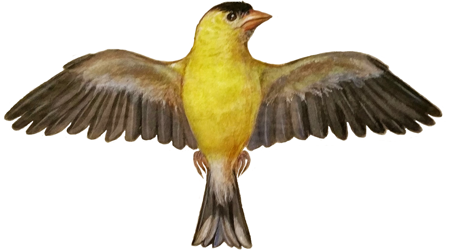 Add Media Report Rss Png Kanary 2 - Canary Bird Spread Wings Clipart (1600x977), Png Download