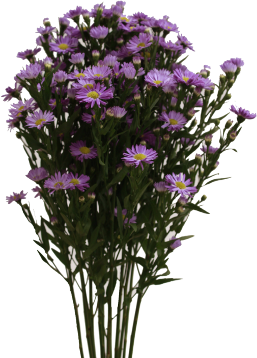 Aster Purple - European Michaelmas Daisy Clipart (700x700), Png Download