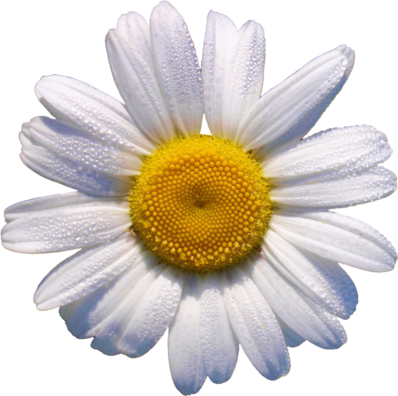 Is This Your First Heart - White Daisy Flower Clipart (900x900), Png Download