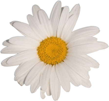 Flower White Tumblr Aesthetic Vaporwave - White Flower Aesthetic Transparent Clipart (568x615), Png Download
