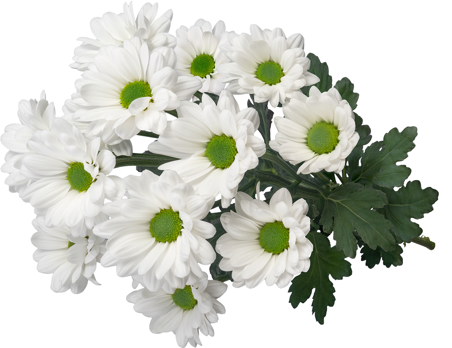 Sp My White 3d2 - Chamomile Clipart (1574x1214), Png Download