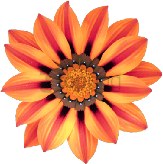 Free Png Transparent Flower Tumblr Png Image With Transparent - Flores Africa Clipart (850x638), Png Download