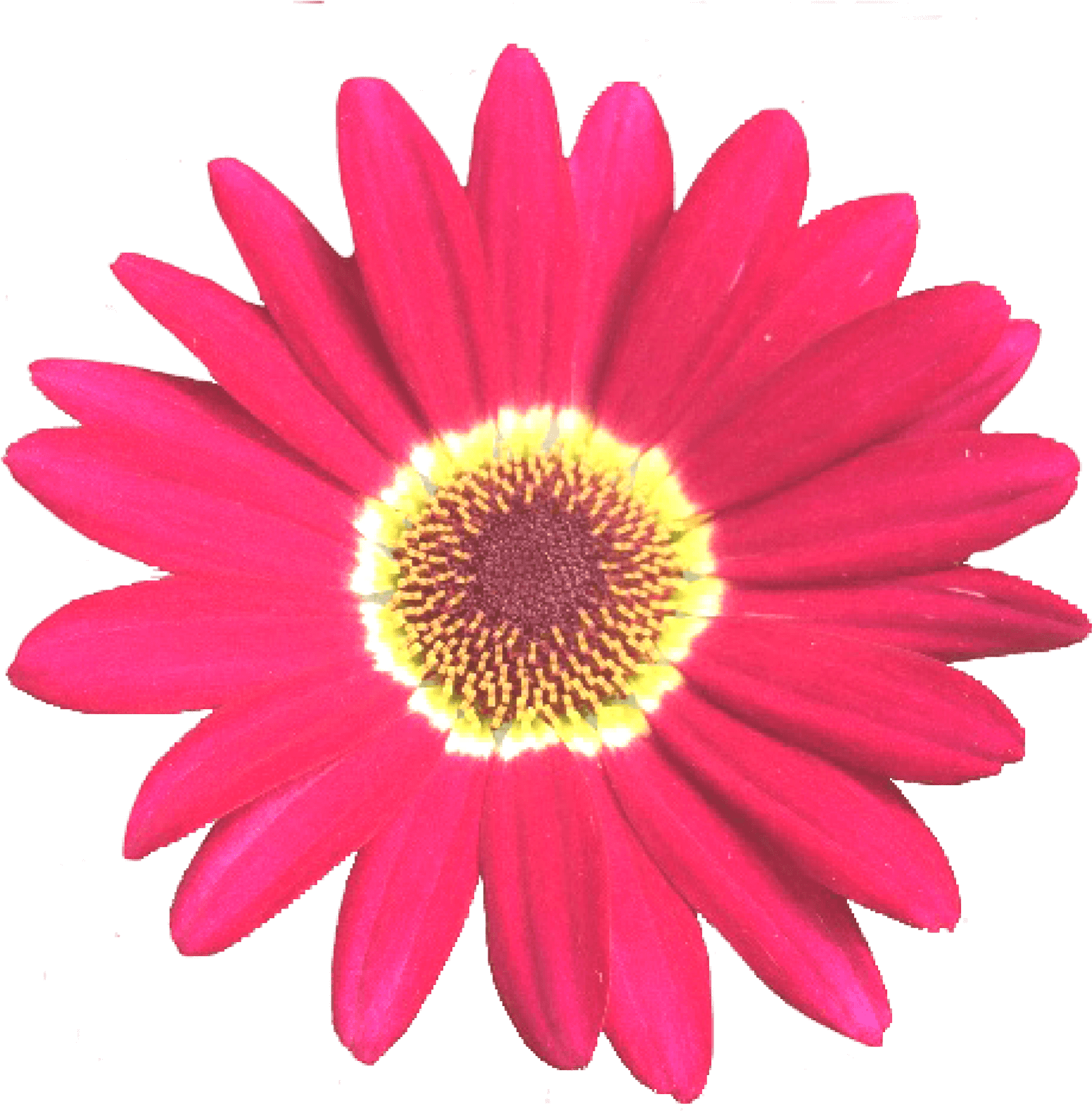Grandaisy Red 6 Cm Daisy Flowers Early Blooming Argyranthemum - Golden Seal Clipart - Png Download (1552x1579), Png Download