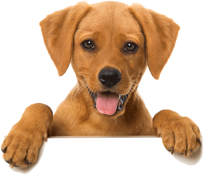 Happy Cat Dog Slider - Pets Spring Clipart (800x627), Png Download