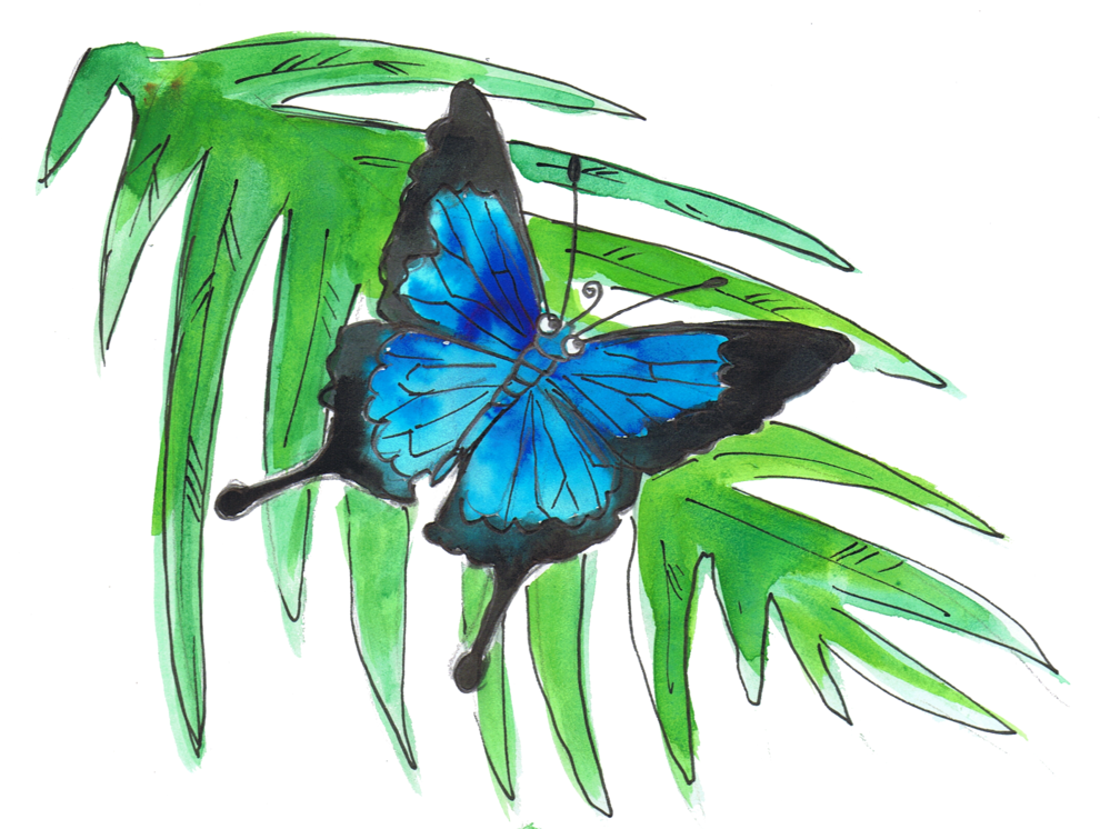Ulysses Butterfly - Swallowtail Butterfly Clipart (1000x754), Png Download