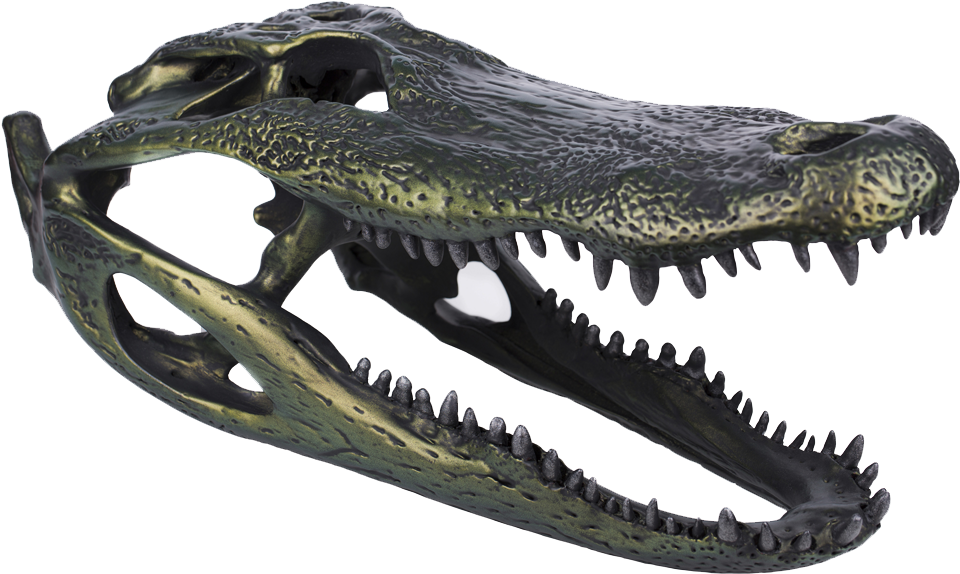 Alligator Skull - Fang Clipart (1000x668), Png Download