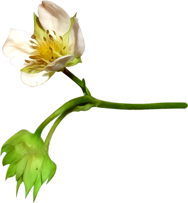 Flower, Petal, Cotton, Plant Png Image With Transparent - Cotton Flower Bud Png Clipart (650x694), Png Download